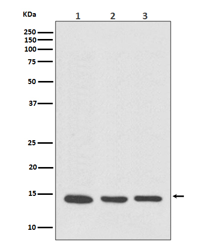 VAMP8 Antibody in Western Blot (WB)