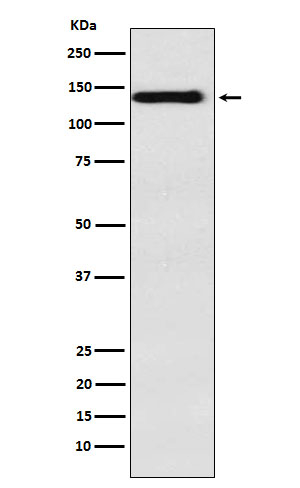ITGA9 Antibody in Western Blot (WB)