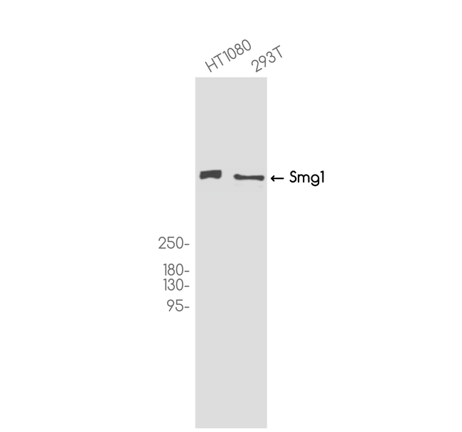 SMG1 Antibody in Western Blot (WB)