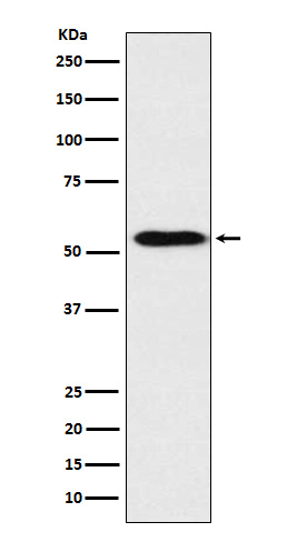 Apolipoprotein H Antibody in Western Blot (WB)