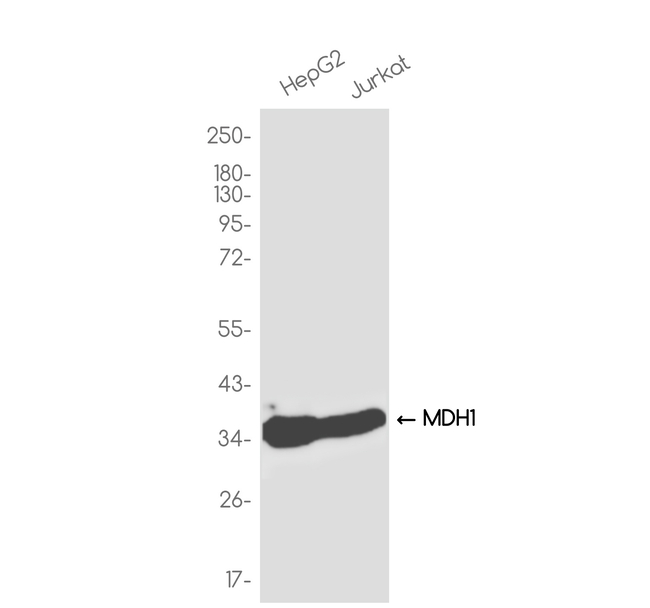 MDH1 Antibody in Western Blot (WB)