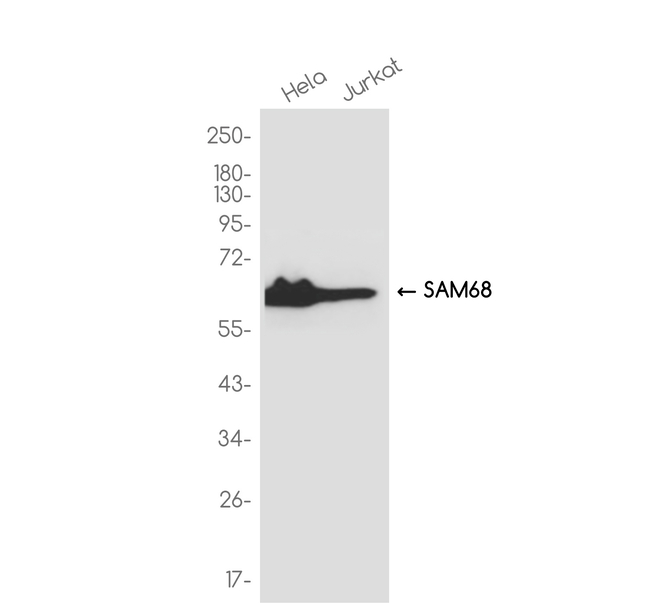 SAM68 Antibody in Western Blot (WB)