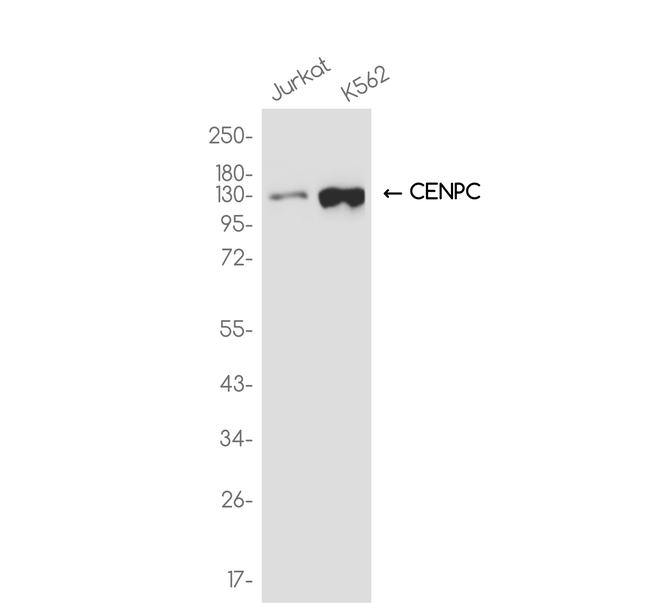 CENPC Antibody in Western Blot (WB)