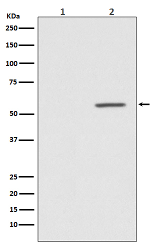 Phospho-AKT1 (Ser124) Antibody in Western Blot (WB)