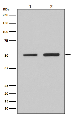 IRF2 Antibody in Western Blot (WB)