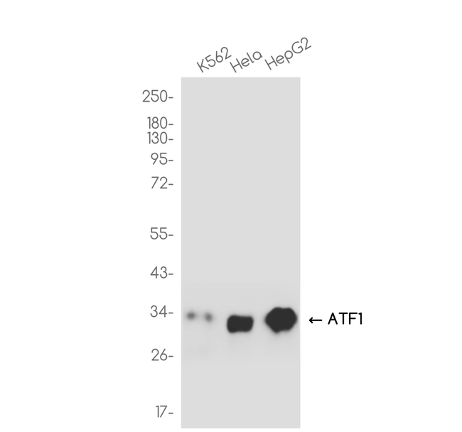 ATF1 Antibody in Western Blot (WB)