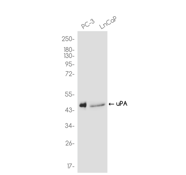 Urokinase Antibody in Western Blot (WB)