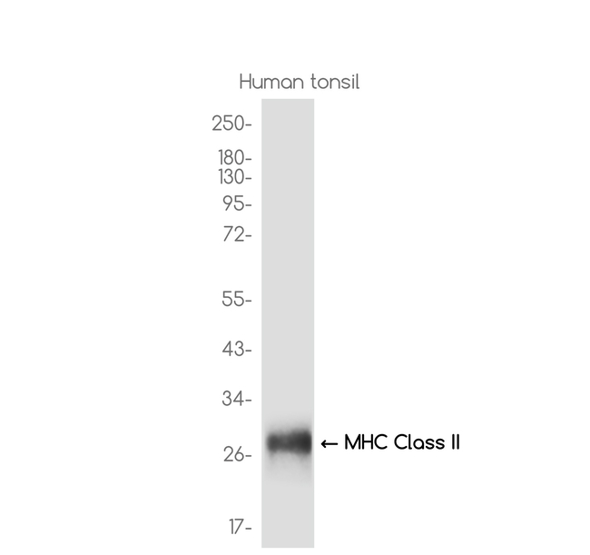 HLA-DPB1 Antibody in Western Blot (WB)
