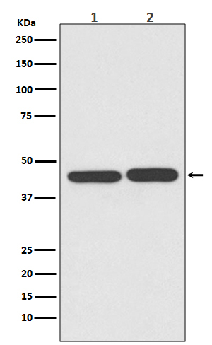 TIA-1 Antibody in Western Blot (WB)