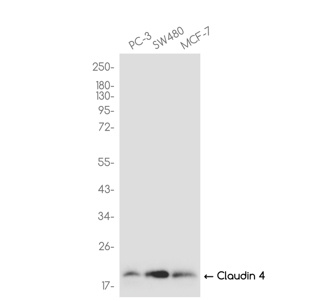 Claudin 4 Antibody in Western Blot (WB)
