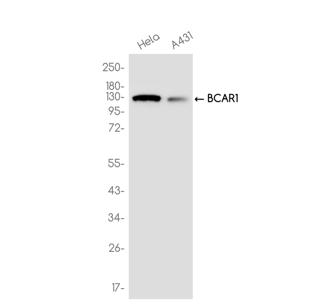 p130Cas Antibody in Western Blot (WB)