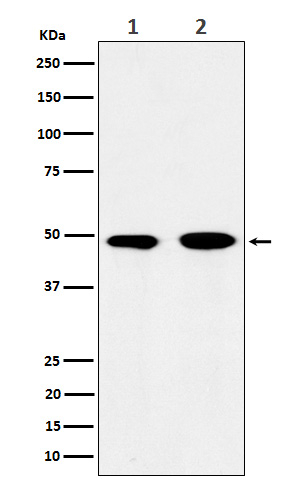 eIF3e Antibody in Western Blot (WB)