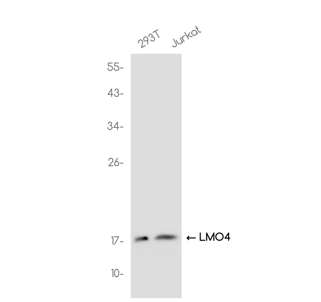 LMO4 Antibody in Western Blot (WB)