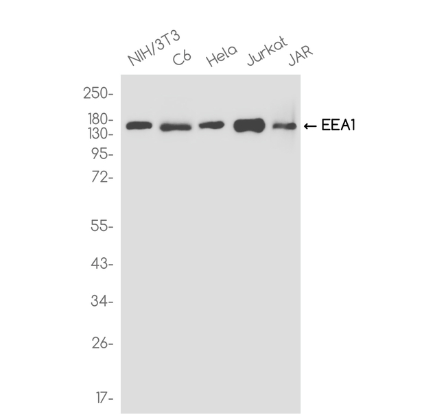 EEA1 Antibody in Western Blot (WB)