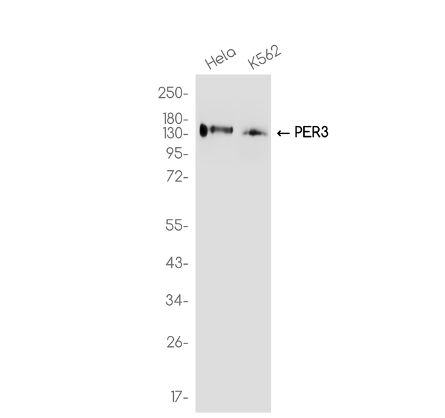 PER3 Antibody in Western Blot (WB)