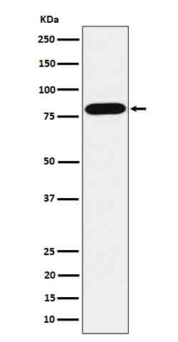 ABCD1 Antibody in Western Blot (WB)