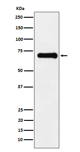 Phospho-PAK4/6/7 (Ser474, Ser602, Ser560) Antibody in Western Blot (WB)