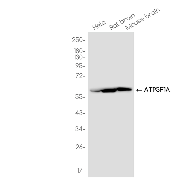 ATP5A1 Antibody in Western Blot (WB)