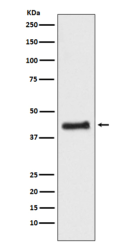NR2F1 Antibody in Western Blot (WB)