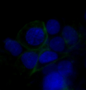 GLUT1 Antibody in Immunocytochemistry (ICC/IF)