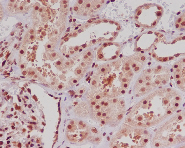 ERG Antibody in Immunohistochemistry (Paraffin) (IHC (P))