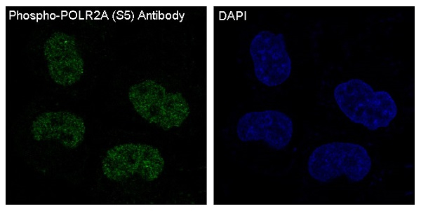 Phospho-POLR2A (Ser5) Antibody in Immunocytochemistry (ICC/IF)