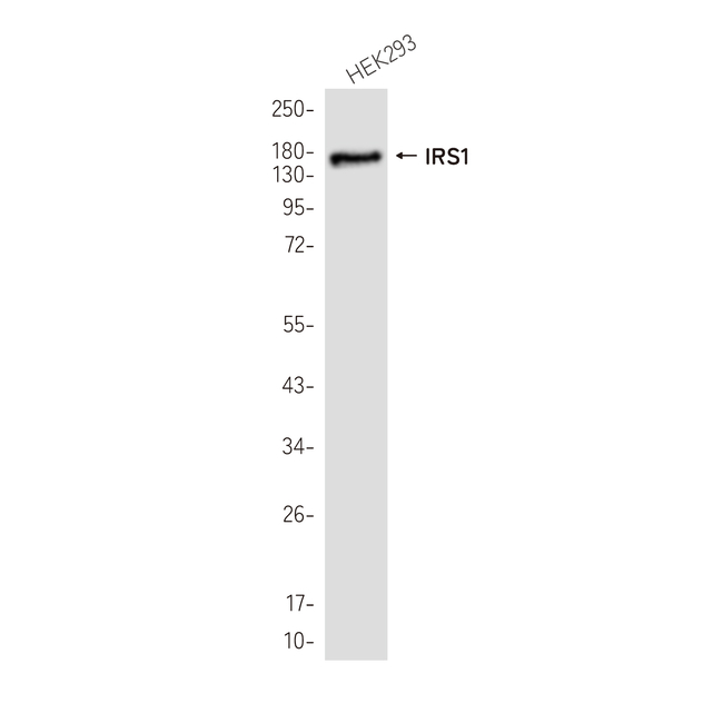 IRS1 Antibody in Western Blot (WB)