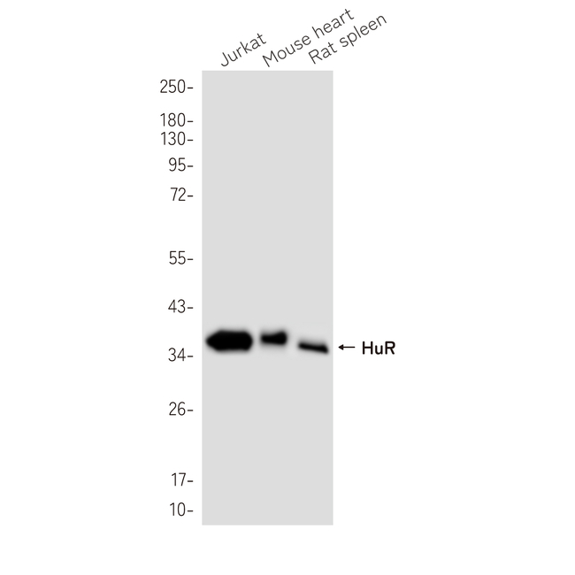 HuR Antibody in Western Blot (WB)