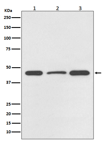 MKP-1 Antibody in Western Blot (WB)