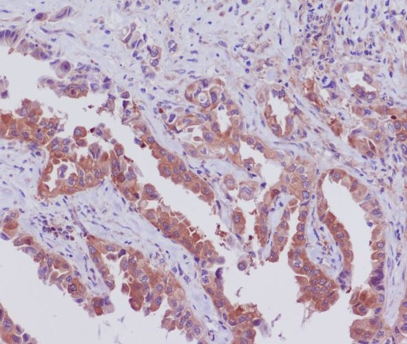 SGK1 Antibody in Immunohistochemistry (Paraffin) (IHC (P))