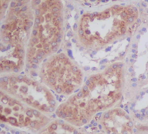 APOE Antibody in Immunohistochemistry (Paraffin) (IHC (P))