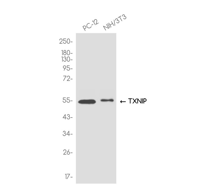 TXNIP Antibody in Western Blot (WB)