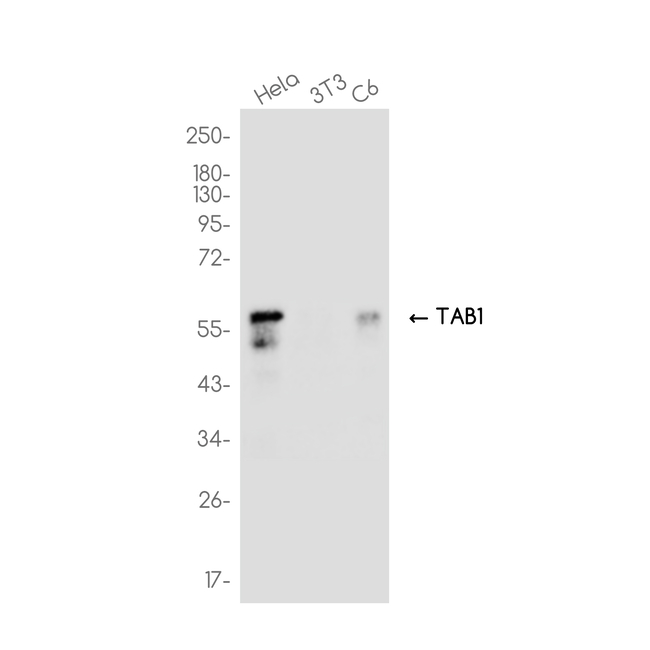 TAB1 Antibody in Western Blot (WB)