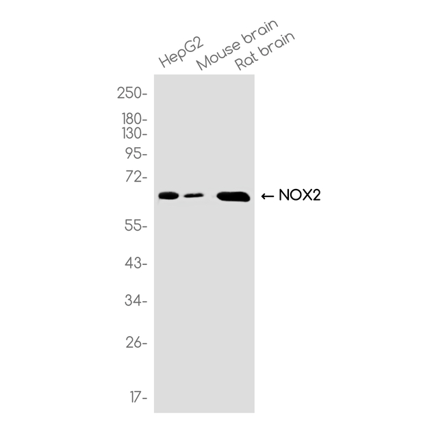NOX2 Antibody in Western Blot (WB)