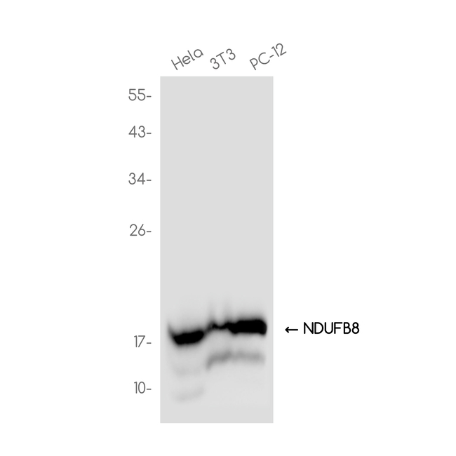 NDUFB8 Antibody in Western Blot (WB)