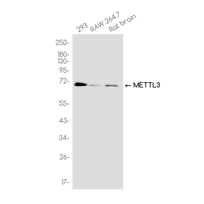 METTL3 Antibody in Western Blot (WB)