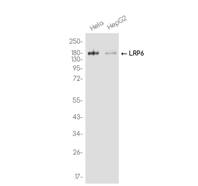 LRP6 Antibody in Western Blot (WB)
