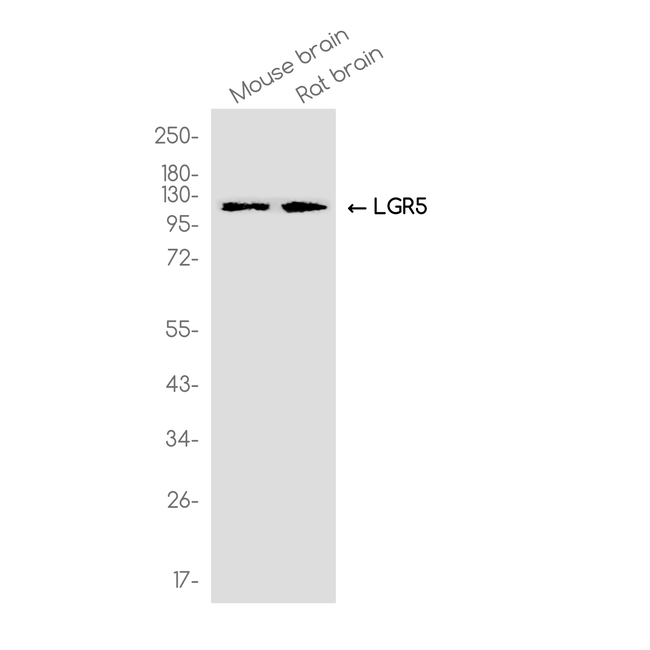 LGR5 Antibody in Western Blot (WB)