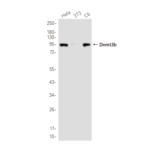DNMT3B Antibody in Western Blot (WB)