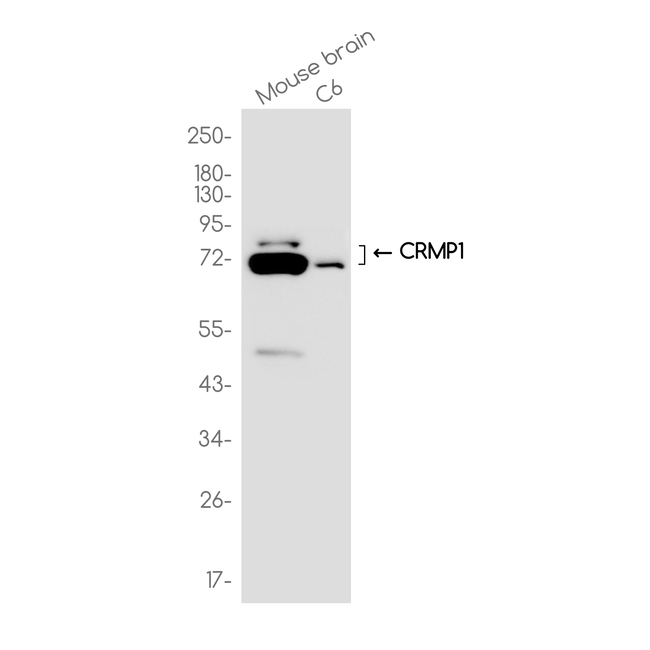 CRMP1 Antibody in Western Blot (WB)