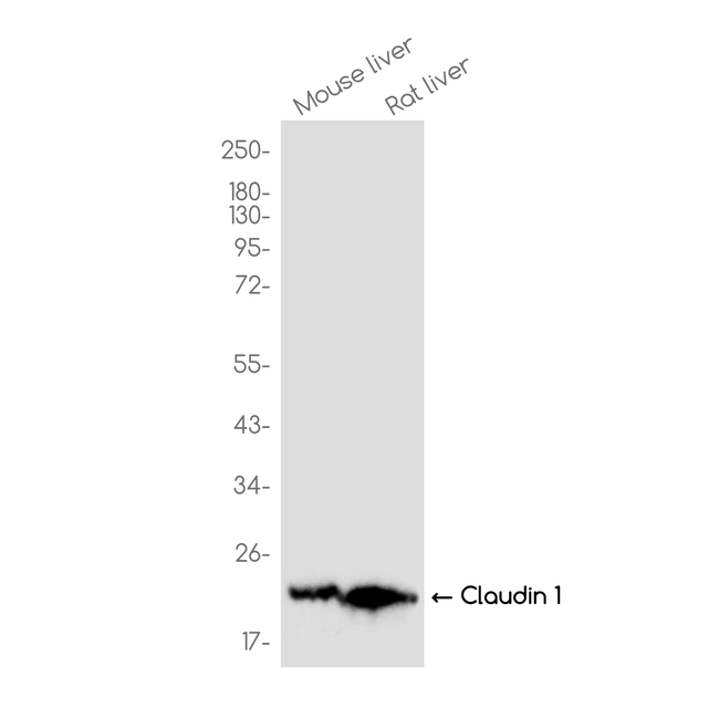 Claudin 1 Antibody in Western Blot (WB)