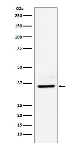 LDHB Antibody in Western Blot (WB)