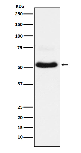 VGLUT1 Antibody in Western Blot (WB)