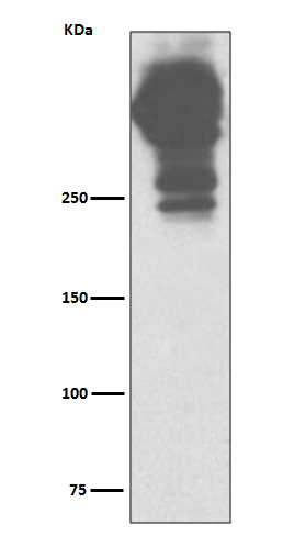 MUC5AC Antibody in Western Blot (WB)
