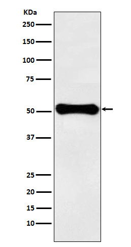 GluD1 Antibody in Western Blot (WB)