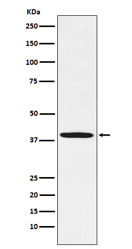 FBXO32 Antibody in Western Blot (WB)