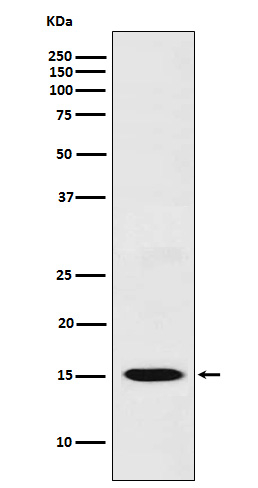 CXCL11 Antibody in Western Blot (WB)