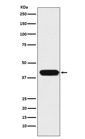 ATOH1 Antibody in Western Blot (WB)
