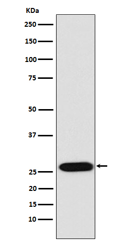 Lin28A/B Antibody in Western Blot (WB)