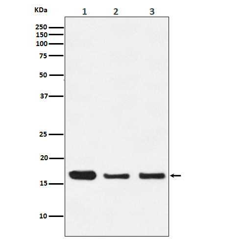 HES5 Antibody in Western Blot (WB)